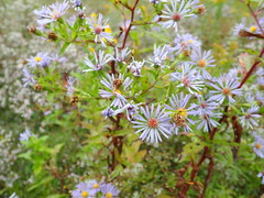 Symphyotrichum