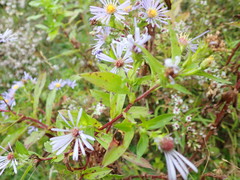 Symphyotrichum