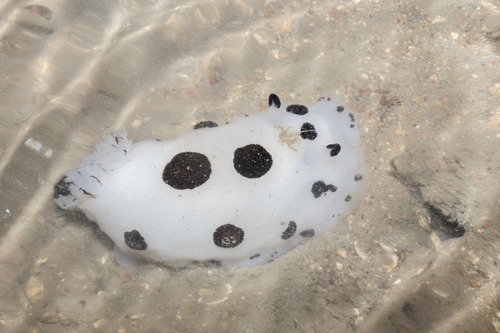 Mourning Dorid