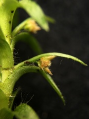Paepalanthus fluviatilis