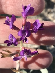 Astragalus lentiginosus borreganus