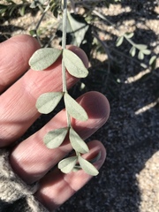 Astragalus lentiginosus borreganus