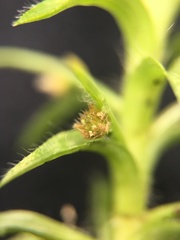 Paepalanthus fluviatilis