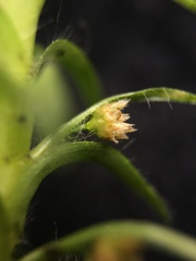 Paepalanthus fluviatilis