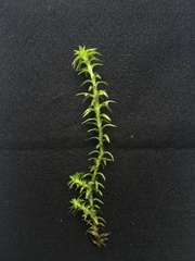 Paepalanthus fluviatilis