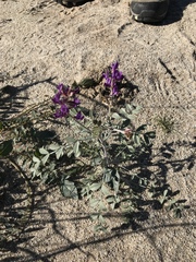 Astragalus lentiginosus borreganus