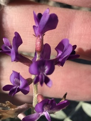Astragalus lentiginosus borreganus