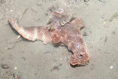 Slender Ceratosoma Nudibranch