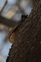 Setophaga coronata