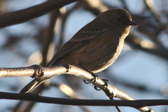 Setophaga coronata