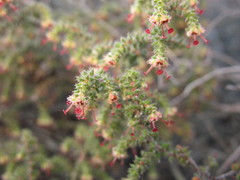 Erica exleeana