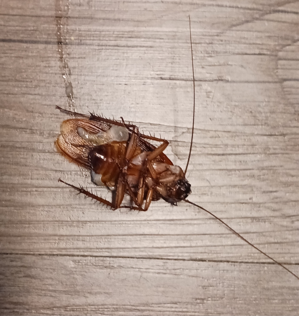 American Cockroach From Near Northside Indianapolis IN Tats Unis On   Large 