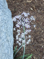 Allium keeverae
