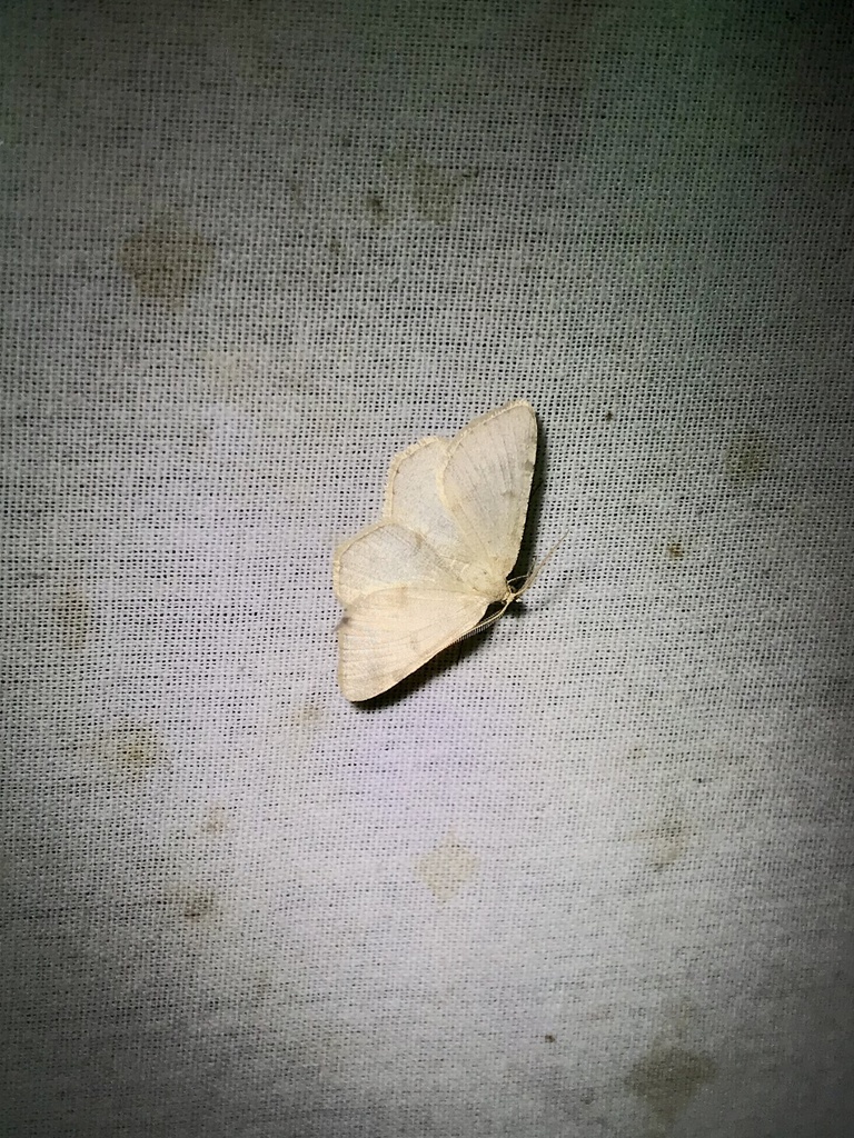 Sulphur Angle