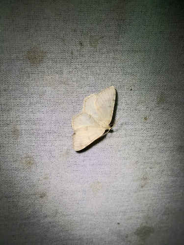 Rannoch Looper Moth and Allies photo 4