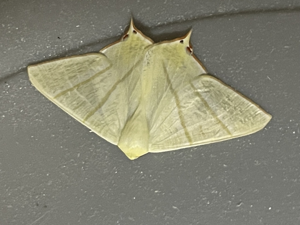 Ourapteryx monticola