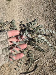 Astragalus lentiginosus borreganus