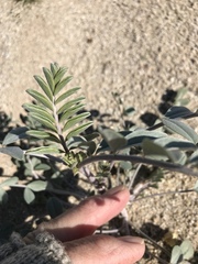 Astragalus lentiginosus borreganus