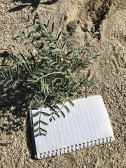 Astragalus aridus