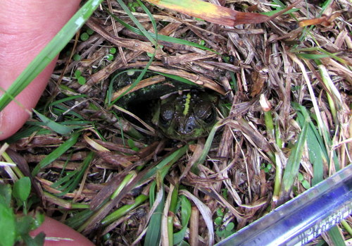 Rhinella dorbignyi