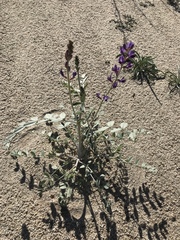 Astragalus lentiginosus borreganus