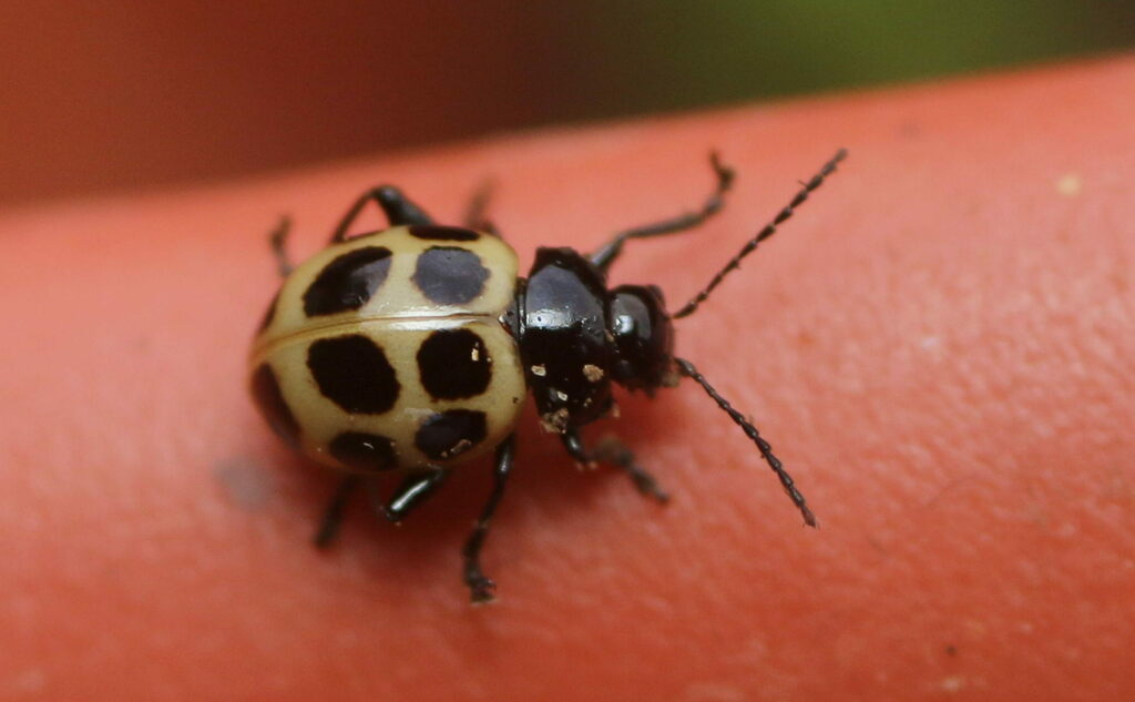 Chabria decemplagiata