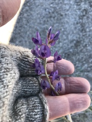 Astragalus lentiginosus borreganus
