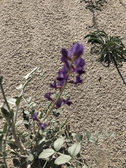 Astragalus lentiginosus borreganus