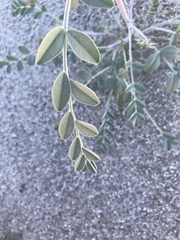 Astragalus lentiginosus borreganus
