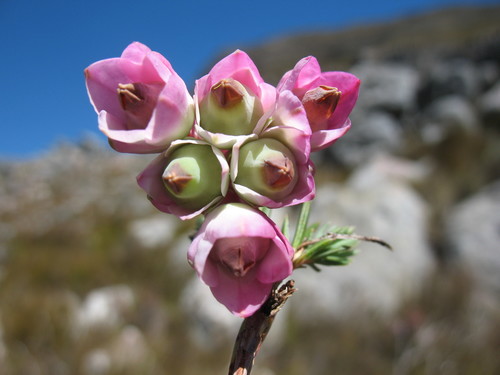 Image of Erica glauca by (c) Michael D. Pirie, some rights reserved (CC BY)