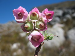 Erica glauca elegans