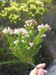 Erica physodes