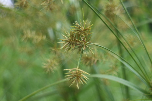 Cyperus digitatus iNat (1)