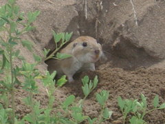 Ctenomys australis