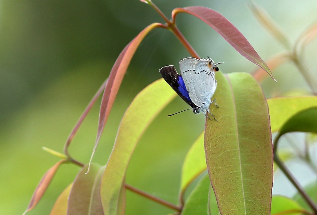 White Royal in July 2023 by Goofy Ko · iNaturalist