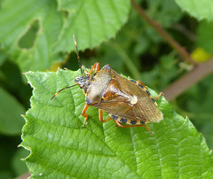Pinthaeus sanguinipes