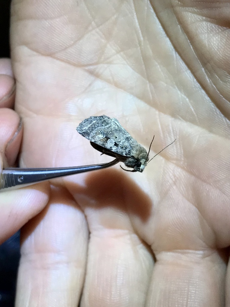 Smaller Pinkish Dart