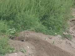 Ctenomys australis