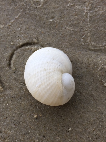 Vanikoro cancellata observed 2023-07-09