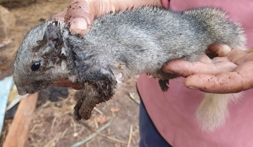 Finlayson's Squirrel