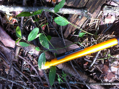 Rhinotropis californica