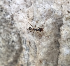 Pheidole indica