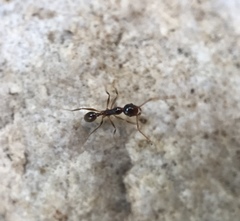 Pheidole indica