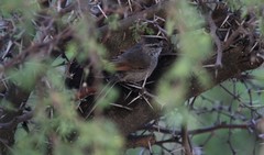 Leptasthenura aegithaloides