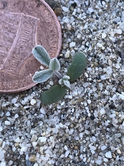 Astragalus lentiginosus borreganus
