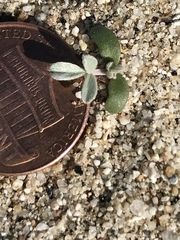 Astragalus lentiginosus borreganus