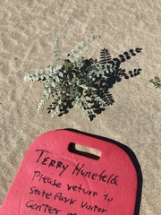 Astragalus lentiginosus borreganus