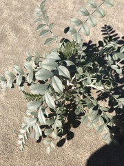 Astragalus lentiginosus borreganus