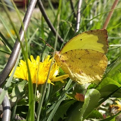 Abaeis salome jamapa