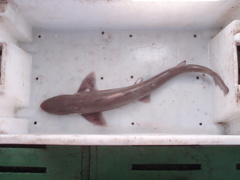 Mustelus mustelus
